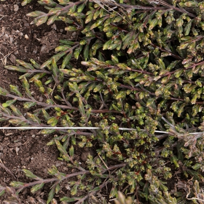 Kunzea muelleri (Yellow Kunzea) at Snowy Plain, NSW - 9 Nov 2025 by ConBoekel
