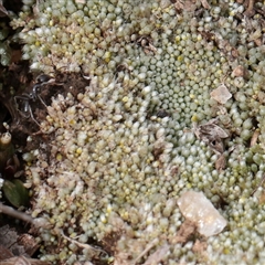 Unverified Lichen, Mosses, Liverworts & Horworts or other Bryophyte at Snowy Plain, NSW - 9 Nov 2025 by ConBoekel