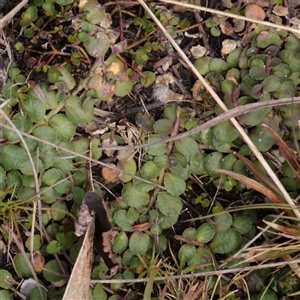Unverified Other Wildflower or Herb at Snowy Plain, NSW - 9 Nov 2025 by ConBoekel