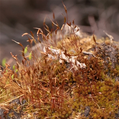 Unverified Moss, Liverwort or Hornwort at Snowy Plain, NSW - 9 Nov 2025 by ConBoekel