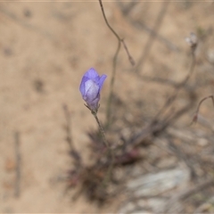 Wahlenbergia sp. (Bluebell) at Yarralumla, ACT - 11 Nov 2025 by AlisonMilton