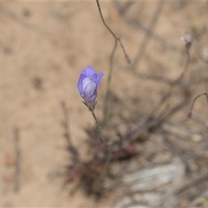 Wahlenbergia sp. at Yarralumla, ACT - 11 Nov 2025 by AlisonMilton