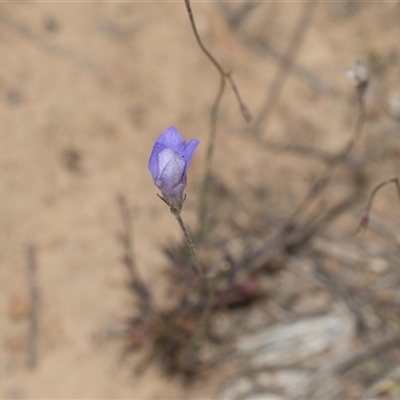 Wahlenbergia sp. (Bluebell) at Yarralumla, ACT - 11 Nov 2025 by AlisonMilton