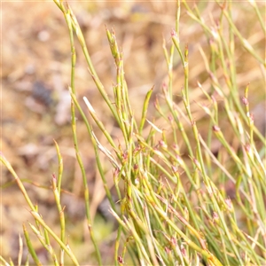 Empodisma minus (Spreading Rope-rush) at Snowy Plain, NSW - 9 Nov 2025 by ConBoekel