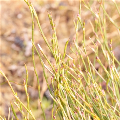 Empodisma minus (Spreading Rope-rush) at Snowy Plain, NSW - 9 Nov 2025 by ConBoekel