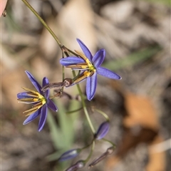 Dianella revoluta (Black-Anther Flax Lily) at Yarralumla, ACT - 11 Nov 2025 by AlisonMilton