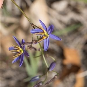 Dianella (genus) at Yarralumla, ACT - 11 Nov 2025 by AlisonMilton