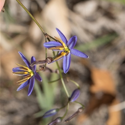 Dianella revoluta (Black-Anther Flax Lily) at Yarralumla, ACT - 11 Nov 2025 by AlisonMilton