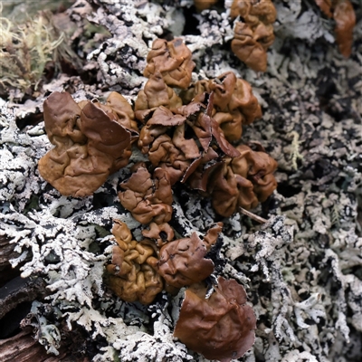 Unverified Lichen, Mosses, Liverworts & Horworts or other Bryophyte at Snowy Plain, NSW - 9 Nov 2025 by ConBoekel