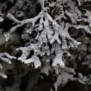 Unverified Lichen at Snowy Plain, NSW - 9 Nov 2025 by ConBoekel