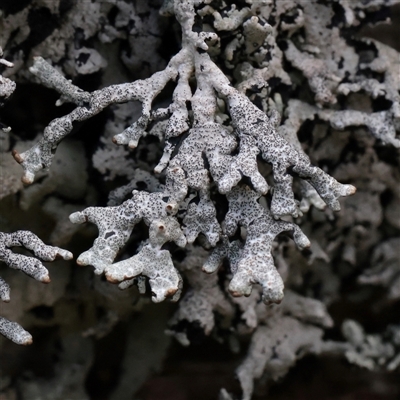 Unverified Lichen at Snowy Plain, NSW - 9 Nov 2025 by ConBoekel