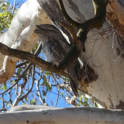 Podargus strigoides (Tawny Frogmouth) at Queanbeyan West, NSW - 16 Nov 2025 by Paul4K