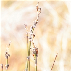 Baloskion australe (Mountain Cordrush) at Snowy Plain, NSW - 9 Nov 2025 by ConBoekel