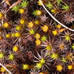 Unverified Moss, Liverwort or Hornwort at Snowy Plain, NSW - 9 Nov 2025 by ConBoekel
