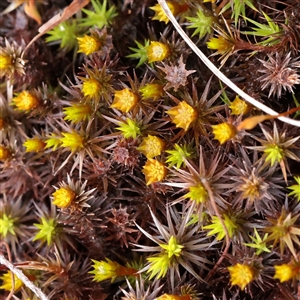 Unverified Moss, Liverwort or Hornwort at Snowy Plain, NSW - 9 Nov 2025 by ConBoekel