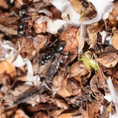 Iridomyrmex sp. (genus) (Ant) at Snowy Plain, NSW - 9 Nov 2025 by ConBoekel