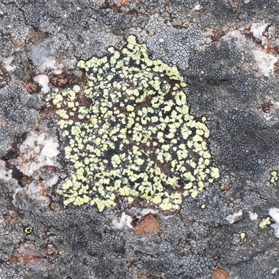 Unverified Lichen at Snowy Plain, NSW - 9 Nov 2025 by ConBoekel