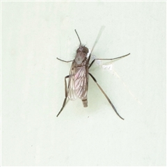 Unverified True fly (Diptera) at Snowy Plain, NSW - 9 Nov 2025 by ConBoekel