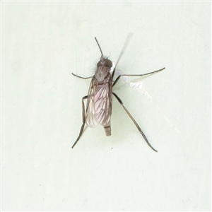 Unverified True fly (Diptera) at Snowy Plain, NSW - 9 Nov 2025 by ConBoekel