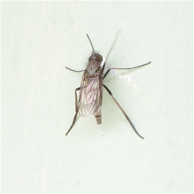 Unverified True fly (Diptera) at Snowy Plain, NSW - 9 Nov 2025 by ConBoekel