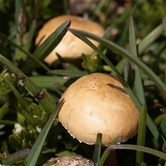 Unverified Cap on a stem; gills below cap [mushrooms or mushroom-like] at Snowy Plain, NSW - 9 Nov 2025 by ConBoekel