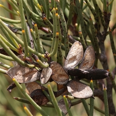 Hakea microcarpa (Small-fruit Hakea) at Snowy Plain, NSW - 9 Nov 2025 by ConBoekel