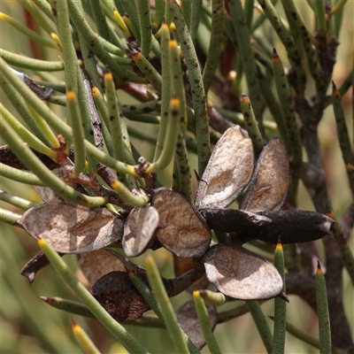 Hakea microcarpa (Small-fruit Hakea) at Snowy Plain, NSW - 9 Nov 2025 by ConBoekel