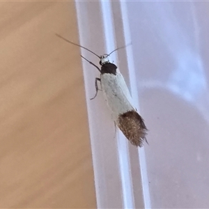 Merocroca automima (Chezala group) at Yass River, NSW - Yesterday by SenexRugosus