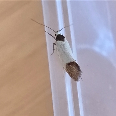 Merocroca automima (Chezala group) at Yass River, NSW - 16 Nov 2025 by SenexRugosus