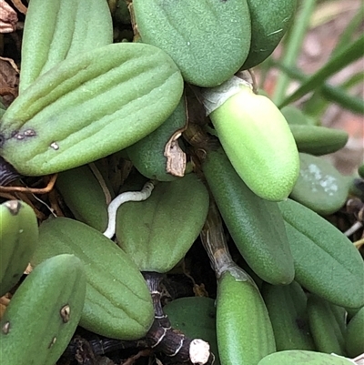 Dockrillia linguiformis at Kungala, NSW - 16 Nov 2025 by donnanchris