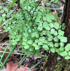 Adiantum aethiopicum at Kungala, NSW - Today by donnanchris