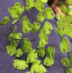 Unverified at suppressed - suppressed