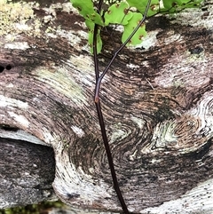 Unverified at suppressed - suppressed