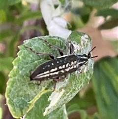 Unverified Insect at Higgins, ACT - 16 Nov 2025 by Jennybach