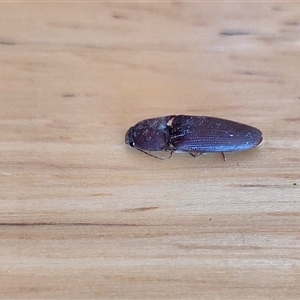 Monocrepidius (genus) at Yass River, NSW - 16 Nov 2025 by SenexRugosus