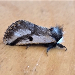 Epicoma melanospila (Black Spot Moth) at Yass River, NSW - 16 Nov 2025 by SenexRugosus