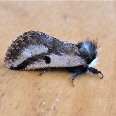 Epicoma melanospila (Black Spot Moth) at Yass River, NSW - 16 Nov 2025 by SenexRugosus
