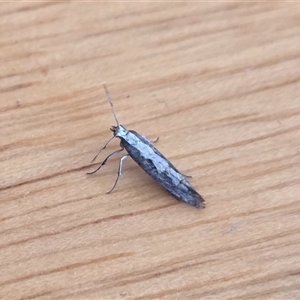 Plutella xylostella (Diamondback Moth) at Yass River, NSW - Yesterday by SenexRugosus