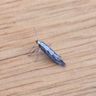 Plutella xylostella (Diamondback Moth) at Yass River, NSW - 16 Nov 2025 by SenexRugosus
