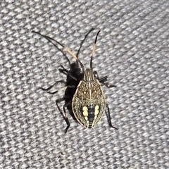 Theseus modestus (Gum tree shield bug) at Yass River, NSW - 16 Nov 2025 by SenexRugosus