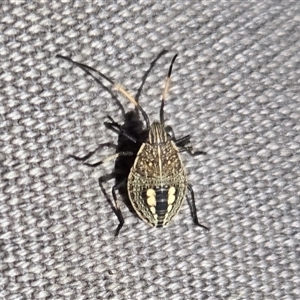 Theseus modestus (Gum tree shield bug) at Yass River, NSW - Today by SenexRugosus