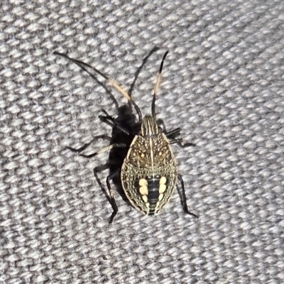 Theseus modestus (Gum tree shield bug) at Yass River, NSW - 16 Nov 2025 by SenexRugosus