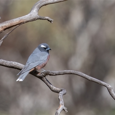 Artamus superciliosus (White-browed Woodswallow) at Rendezvous Creek, ACT - 16 Nov 2025 by rawshorty
