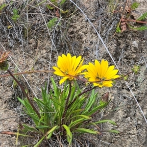 Gazania sp. at Isaacs, ACT - Today by Mike
