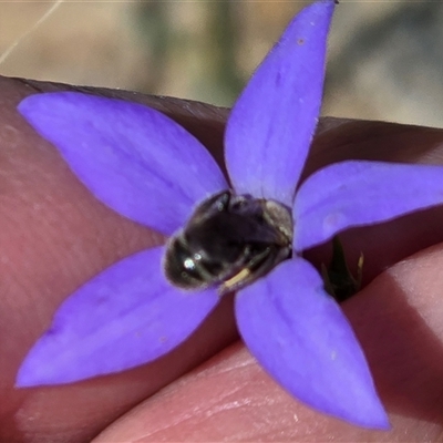 Unverified Bee (Hymenoptera, Apiformes) at Isaacs, ACT - 16 Nov 2025 by Mike