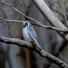 Artamus personatus (Masked Woodswallow) at Rendezvous Creek, ACT - 16 Nov 2025 by rawshorty