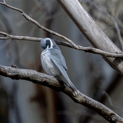 Artamus personatus (Masked Woodswallow) at Rendezvous Creek, ACT - 16 Nov 2025 by rawshorty