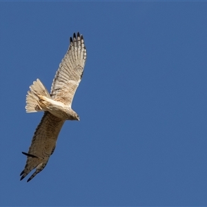 Circus approximans at Rendezvous Creek, ACT - 16 Nov 2025 by rawshorty