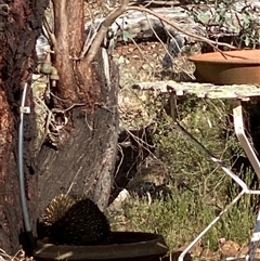 Tachyglossus aculeatus (Short-beaked Echidna) at Murringo, NSW - 16 Nov 2025 by BCTbluebucket