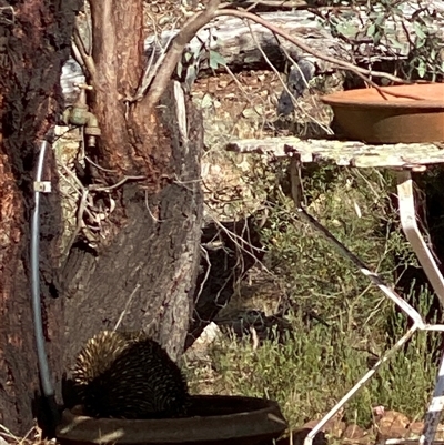 Tachyglossus aculeatus (Short-beaked Echidna) at Murringo, NSW - 16 Nov 2025 by BCTbluebucket
